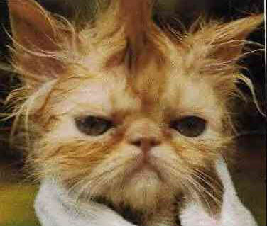mon petite chat