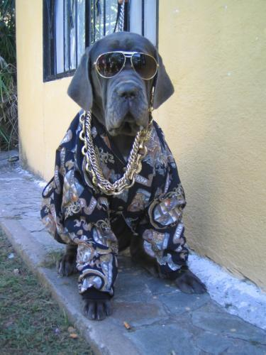 mon chien